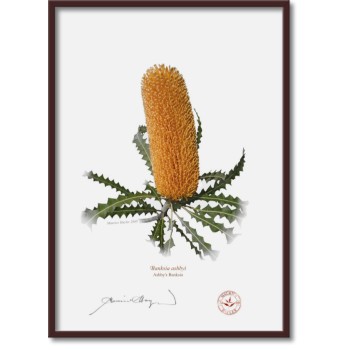 Banksia Flower Collection 1 Triptych - A4 Flat Prints, No Mats