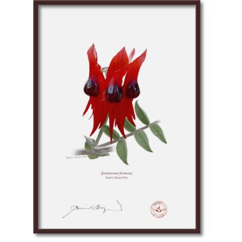 160 Sturt's Desert Pea (Swainsona formosa) - A4 Flat Print, No Mat