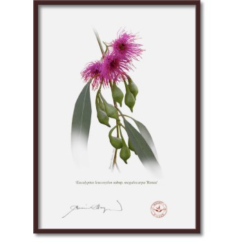 164 Eucalyptus leucoxylon subsp. megalocarpa 'Rosea' - A4 Flat Print, No Mat