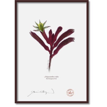 175 Red Kangaroo Paw (Anigozanthos rufus) - A4 Flat Print, No Mat