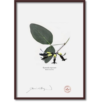 Kennedia species Diptych - A4 Flat Prints, No Mats