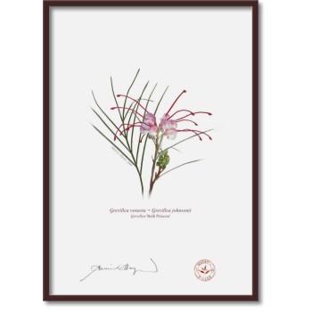 188 Grevillea 'Bulli Princess' - A4 Flat Print, No Mat