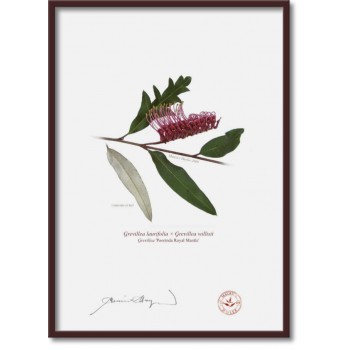 190 Grevillea 'Poorinda Royal Mantle' - A4 Flat Print, No Mat