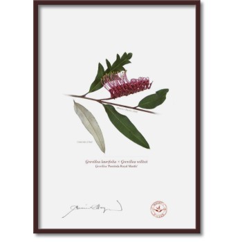 190 Grevillea 'Poorinda Royal Mantle' - A4 Flat Print, No Mat