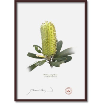 Life of a Banksia Flower Triptych - A4 Flat Prints, No Mats