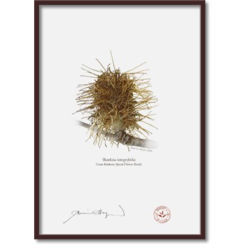 Life of a Banksia Flower Triptych - A4 Flat Prints, No Mats