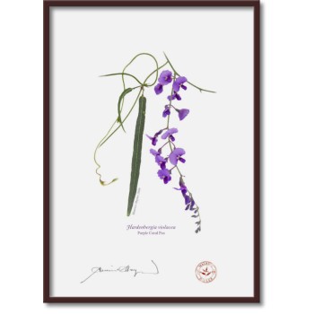 203 Hardenbergia violacea - A4 Flat Print, No Mat