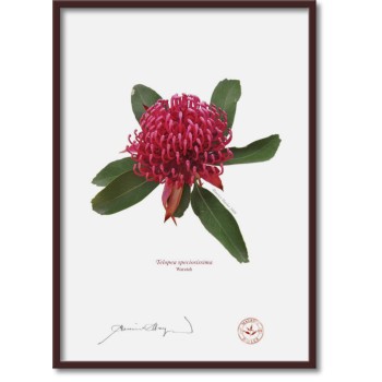 205 Waratah (Telopea speciosissima) - A4 Flat Print, No Mat