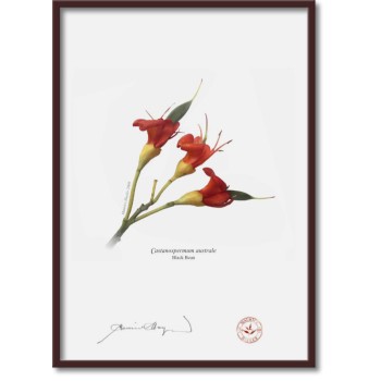 215 Black Bean (Castanospermum australe) - A4 Flat Print, No Mat