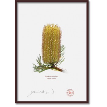 223 Hairpin Banksia (Banksia spinulosa) - A4 Flat Print, No Mat