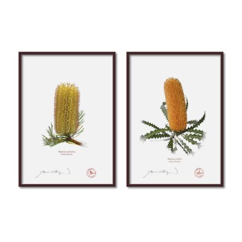 Banksia Flower Collection 2 Diptych - A4 Flat Prints, No Mats