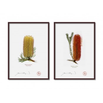 Banksia Flower Collection 3 Diptych - A4 Flat Prints, No Mats