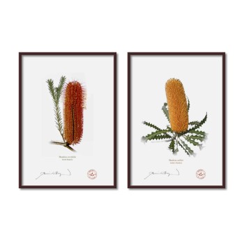 Banksia Flower Collection 4 Diptych - A4 Flat Prints, No Mats