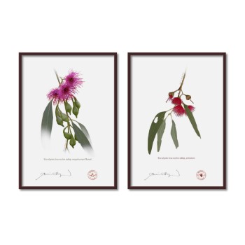 Eucalyptus leucoxylon subspecies Diptych - A4 Flat Prints, No Mats