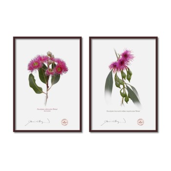 Eucalyptus 'Rosea' Cultivars Diptych - A4 Flat Prints, No Mats