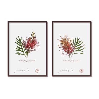 Grevillea Collection 1 Diptych - A4 Flat Prints, No Mats