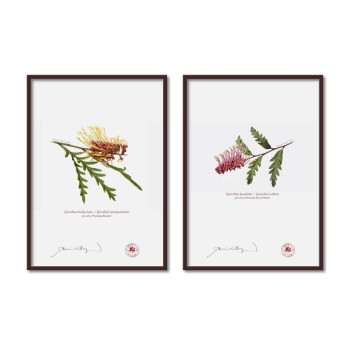 Grevillea Collection 2 Diptych - A4 Flat Prints, No Mats