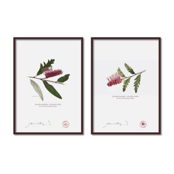 Grevillea 'Poorinda Royal Mantle' Diptych - A4 Flat Prints, No Mats