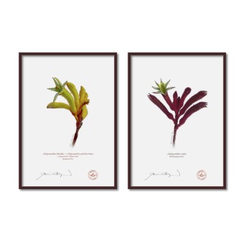 Kangaroo Paw (Anigozanthos) Diptych - A4 Flat Prints, No Mats