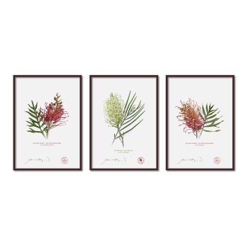 Grevillea Collection 3 Triptych - A4 Flat Prints, No Mats