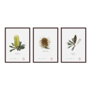 Life of a Banksia Flower Triptych - A4 Flat Prints, No Mats