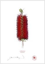 Bottlebrush (Callistemon)