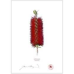 Bottlebrush (Callistemon)