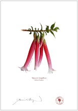 Native Fuchsia (Epacris longiflora)