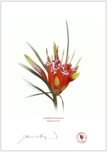 Mountain Devil (Lambertia formosa)