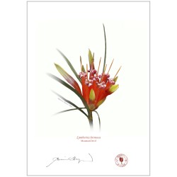 Mountain Devil (Lambertia formosa)