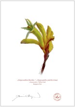 Kangaroo Paw (Anigozanthos 'Yellow Gem')