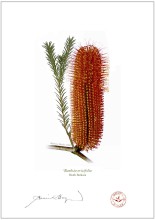 Heath Banksia (Banksia ericifolia)