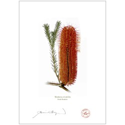 Heath Banksia (Banksia ericifolia)