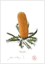 Ashby's Banksia (Banksia ashbyi)