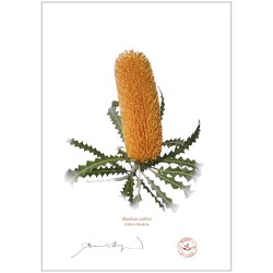 Ashby's Banksia (Banksia ashbyi)