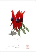 Sturt's Desert Pea (Swainsona formosa)