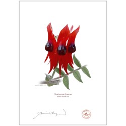 Sturt's Desert Pea (Swainsona formosa)