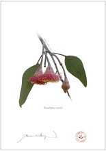 Eucalyptus caesia