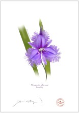 Fringe Lily (Thysanotus tuberosus)