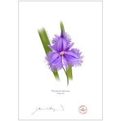 Fringe Lily (Thysanotus tuberosus)