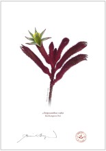 Red Kangaroo Paw (Anigozanthos rufus)