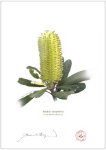 Coast Banksia Flower (Banksia integrifolia)