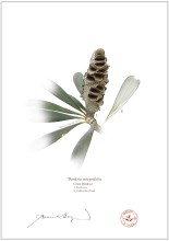 Coast Banksia Seed Cone and Leaf (Banksia integrifolia)