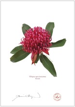 Waratah (Telopea speciosissima)