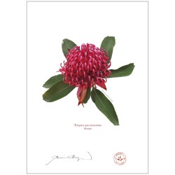 Waratah (Telopea speciosissima)