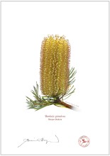 Hairpin Banksia (Banksia spinulosa)