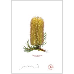 Hairpin Banksia (Banksia spinulosa)