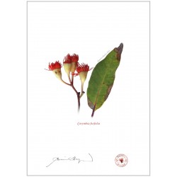 Corymbia ficifolia