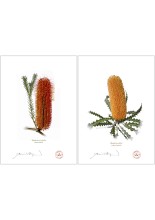 Banksia Flower Collection 4 Diptych