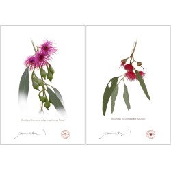 Eucalyptus leucoxylon subspecies Diptych